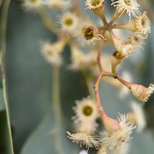 Eucalyptus polyanthemos at Ngunnawal, ACT - 19 Oct 2024 12:20 PM