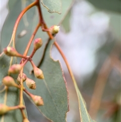 Eucalyptus polyanthemos at Ngunnawal, ACT - 19 Oct 2024 12:20 PM