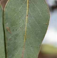 Eucalyptus polyanthemos at Ngunnawal, ACT - 19 Oct 2024 12:20 PM