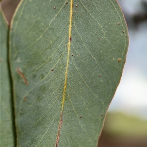 Eucalyptus polyanthemos at Ngunnawal, ACT - 19 Oct 2024 12:20 PM