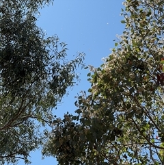 Eucalyptus polyanthemos at Ngunnawal, ACT - 19 Oct 2024 12:20 PM