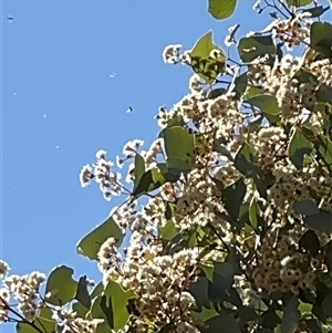 Eucalyptus polyanthemos at Ngunnawal, ACT - 19 Oct 2024 12:20 PM