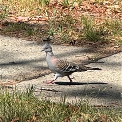 Ocyphaps lophotes (Crested Pigeon) at Ngunnawal, ACT - 20 Oct 2024 by Hejor1