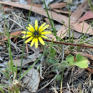 Arctotheca calendula at Ngunnawal, ACT - 20 Oct 2024 11:29 AM