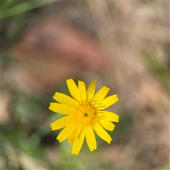 Hypochaeris radicata (Cat's Ear, Flatweed) at Ngunnawal, ACT - 20 Oct 2024 by Hejor1