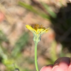 Hypochaeris radicata at Ngunnawal, ACT - 20 Oct 2024