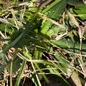 Hypochaeris radicata at Ngunnawal, ACT - 20 Oct 2024