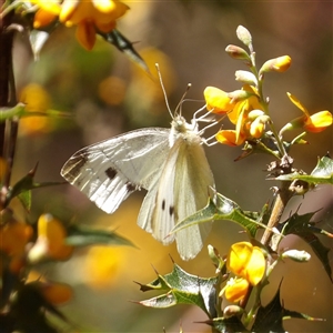 Pieris rapae at Monga, NSW - 20 Oct 2024 12:13 PM