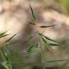 Rytidosperma sp. (Wallaby Grass) at Ngunnawal, ACT - 20 Oct 2024 by Hejor1