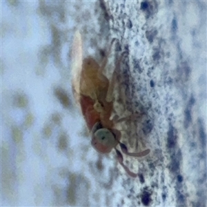 Chalcidoidea (superfamily) at Ngunnawal, ACT - 20 Oct 2024 11:36 AM