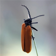 Porrostoma rhipidium (Long-nosed Lycid (Net-winged) beetle) at Ngunnawal, ACT - 20 Oct 2024 by Hejor1