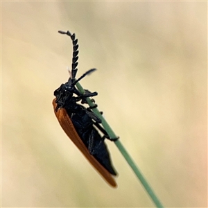 Porrostoma rhipidium at Ngunnawal, ACT - 20 Oct 2024 11:37 AM