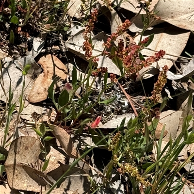 Rumex acetosella (Sheep Sorrel) at Ngunnawal, ACT - 20 Oct 2024 by Hejor1