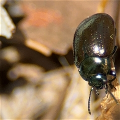 Chrysolina quadrigemina at Ngunnawal, ACT - 20 Oct 2024