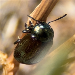 Chrysolina quadrigemina at Ngunnawal, ACT - 20 Oct 2024