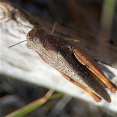 Cryptobothrus chrysophorus at Ngunnawal, ACT - 20 Oct 2024 by Hejor1