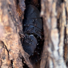 Laxta sp. (genus) (Bark cockroach) at Ngunnawal, ACT - 20 Oct 2024 by Hejor1