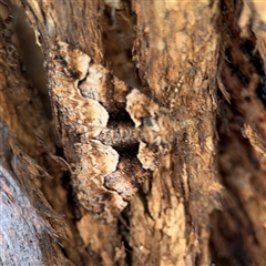 Gastrina cristaria (Wave-lined Geometrid) at Ngunnawal, ACT - 20 Oct 2024 by Hejor1