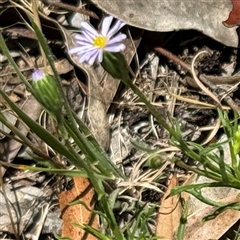 Vittadinia muelleri (Narrow-leafed New Holland Daisy) at Ngunnawal, ACT - 20 Oct 2024 by Hejor1