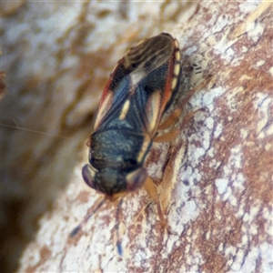 Geocoris sp. (genus) at Ngunnawal, ACT - 20 Oct 2024 12:31 PM