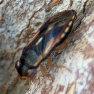 Geocoris sp. (genus) at Ngunnawal, ACT - 20 Oct 2024 12:31 PM