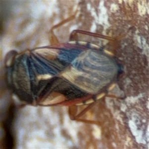 Geocoris sp. (genus) at Ngunnawal, ACT - 20 Oct 2024