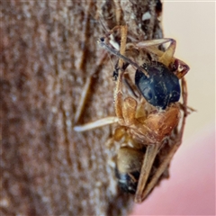 Camponotus consobrinus at Ngunnawal, ACT - 20 Oct 2024 12:34 PM