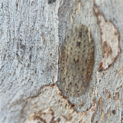 Ledromorpha planirostris (A leafhopper) at Ngunnawal, ACT - 20 Oct 2024 by Hejor1