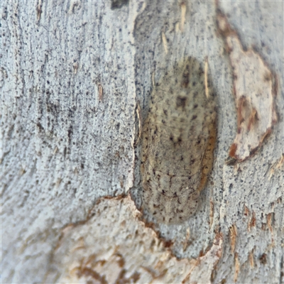 Ledromorpha planirostris at Ngunnawal, ACT - 20 Oct 2024 by Hejor1