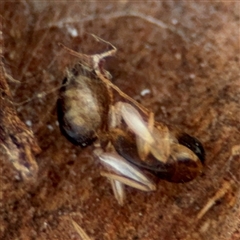 Camponotus claripes (Pale-legged sugar ant) at Ngunnawal, ACT - 20 Oct 2024 by Hejor1