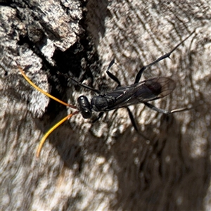 Fabriogenia sp. (genus) at Ngunnawal, ACT - 20 Oct 2024 12:50 PM