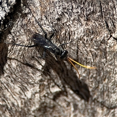 Fabriogenia sp. (genus) at Ngunnawal, ACT - 20 Oct 2024 12:50 PM