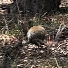 Oryctolagus cuniculus (European Rabbit) at Ngunnawal, ACT - 20 Oct 2024 by Hejor1