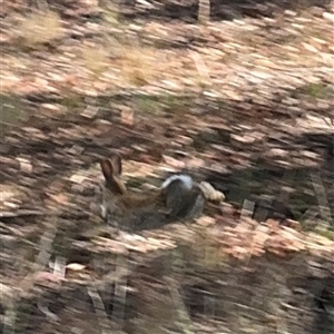 Oryctolagus cuniculus at Ngunnawal, ACT - 20 Oct 2024 12:45 PM