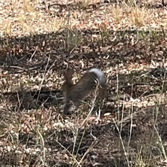 Oryctolagus cuniculus at Ngunnawal, ACT - 20 Oct 2024