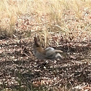 Oryctolagus cuniculus at Ngunnawal, ACT - 20 Oct 2024 12:45 PM