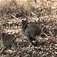 Oryctolagus cuniculus at Ngunnawal, ACT - 20 Oct 2024