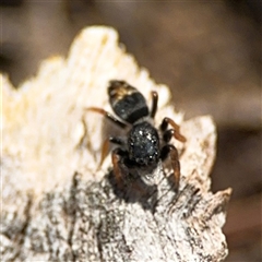 Apricia jovialis at Ngunnawal, ACT - 20 Oct 2024 12:51 PM