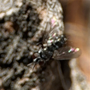 Diptera (order) at Ngunnawal, ACT - 20 Oct 2024