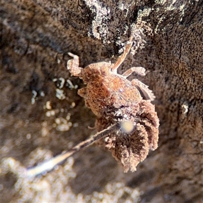 Fulgoroidea (superfamily) (Unidentified fulgoroid planthopper) at Ngunnawal, ACT - 20 Oct 2024 by Hejor1