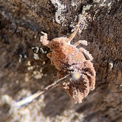 Fulgoroidea sp. (superfamily) (Unidentified fulgoroid planthopper) at Ngunnawal, ACT - 20 Oct 2024 by Hejor1