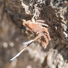 Fulgoroidea sp. (superfamily) at Ngunnawal, ACT - 20 Oct 2024 12:54 PM