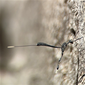 Gasteruption sp. (genus) at Ngunnawal, ACT - 20 Oct 2024