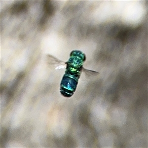 Chrysididae (family) at Ngunnawal, ACT - 20 Oct 2024 01:04 PM