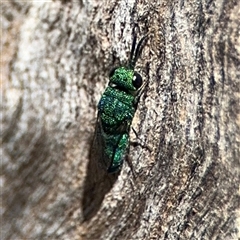 Chrysididae (family) at Ngunnawal, ACT - 20 Oct 2024 01:04 PM