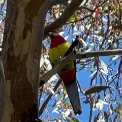 Platycercus eximius (Eastern Rosella) at Ngunnawal, ACT - 20 Oct 2024 by Hejor1