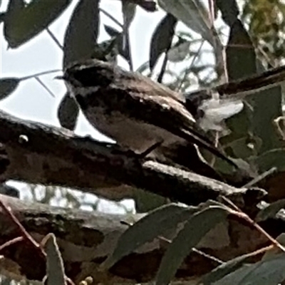 Rhipidura albiscapa (Grey Fantail) at Ngunnawal, ACT - 19 Oct 2024 by Hejor1