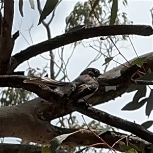 Rhipidura albiscapa at Ngunnawal, ACT - 19 Oct 2024