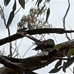 Rhipidura albiscapa at Ngunnawal, ACT - 19 Oct 2024