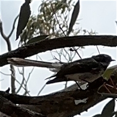 Rhipidura albiscapa at Ngunnawal, ACT - 19 Oct 2024